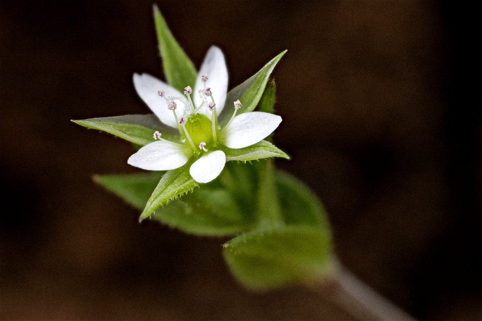 Arenaria serpyllifolia