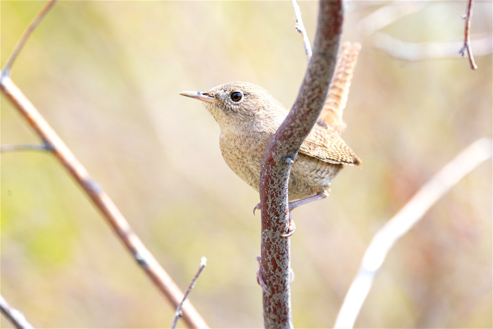 House wren (Troglodytes aedon) in Mammoth Campground