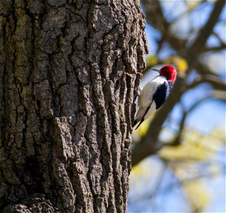 Red-headed Woodpecker photo