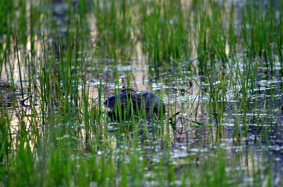 Breakfast time, Muskrat. photo