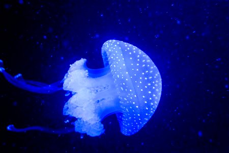 Fluorescent Jellyfish