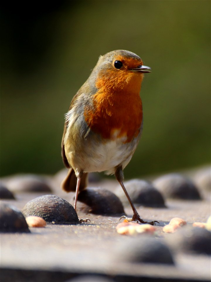 Robin 1