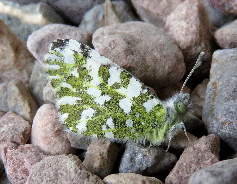 MARBLE, CALIFORNIA (Euchloe hyantis) (04-28-2023)  upper eight dollar road, josephine co, or -01