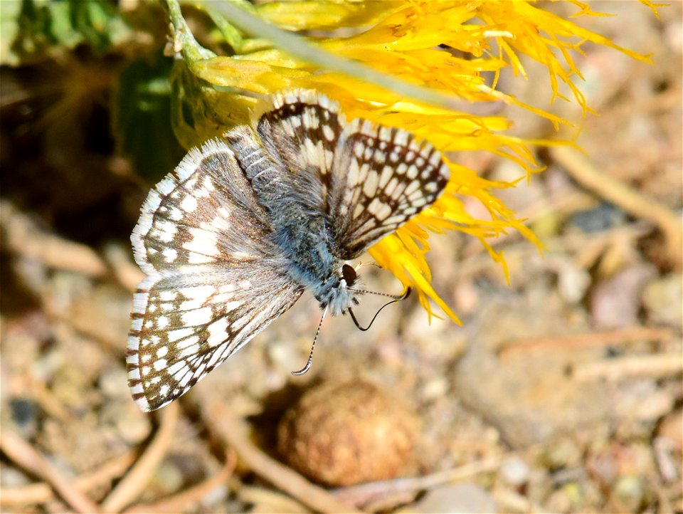 Common checkerd skipper (Pyrgus communis)on rubber rabbitbrush at Seedskadee National Wildlife Refuge