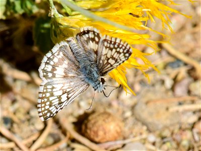 Common checkerd skipper (Pyrgus communis)on rubber rabbitbrush at Seedskadee National Wildlife Refuge