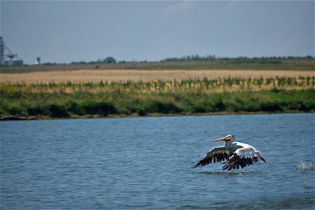 American White Pelican Flying Lake Andes National Wildlife Refuge South Dakota photo