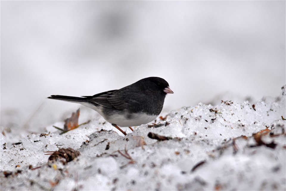 Dark-eyed junco in the snow photo