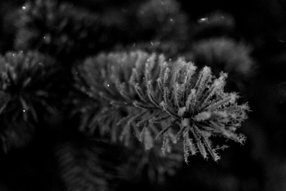 Frost photo