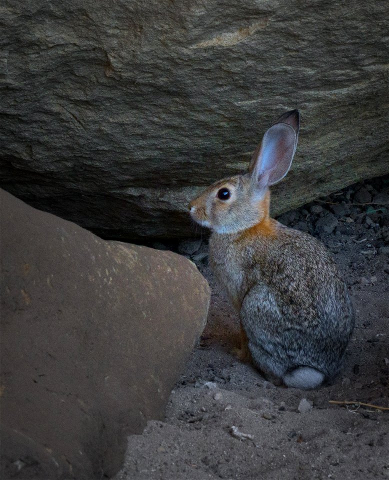 Desert Cottontail on the Carrizo Plain photo