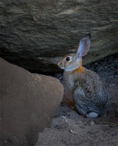 Desert Cottontail on the Carrizo Plain