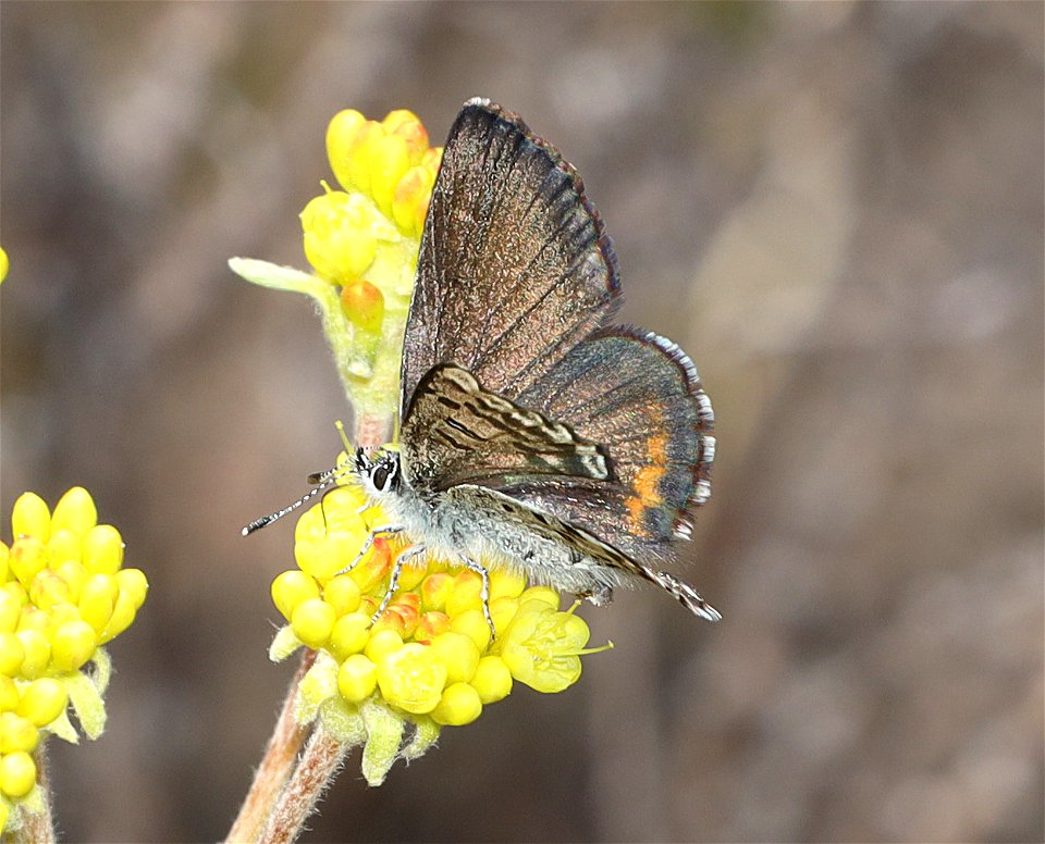 BLUE, GLAUCON (Euphilotes glaucon) (07-03-2022) west boundary rd, aka rte104, klamath co, or -09