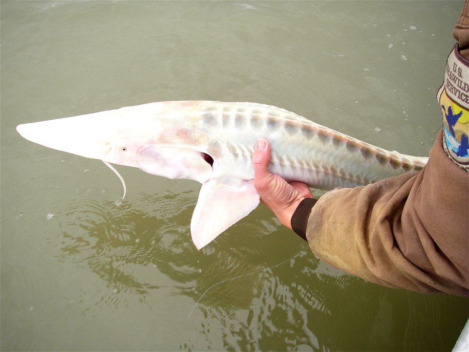 Tagged Sturgeon Release