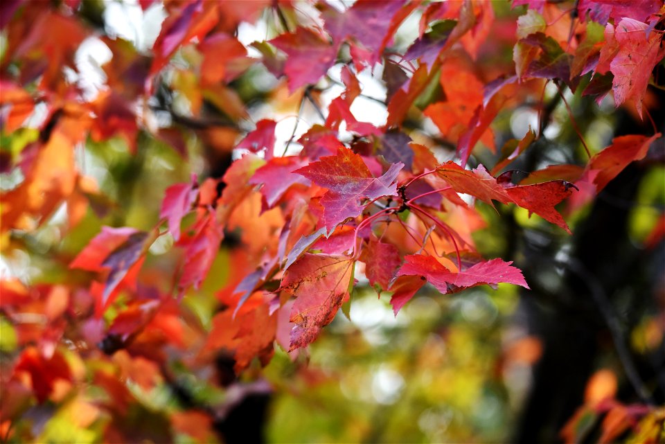 Fall color
