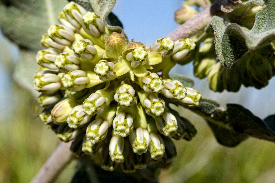 Asclepias viridiflora