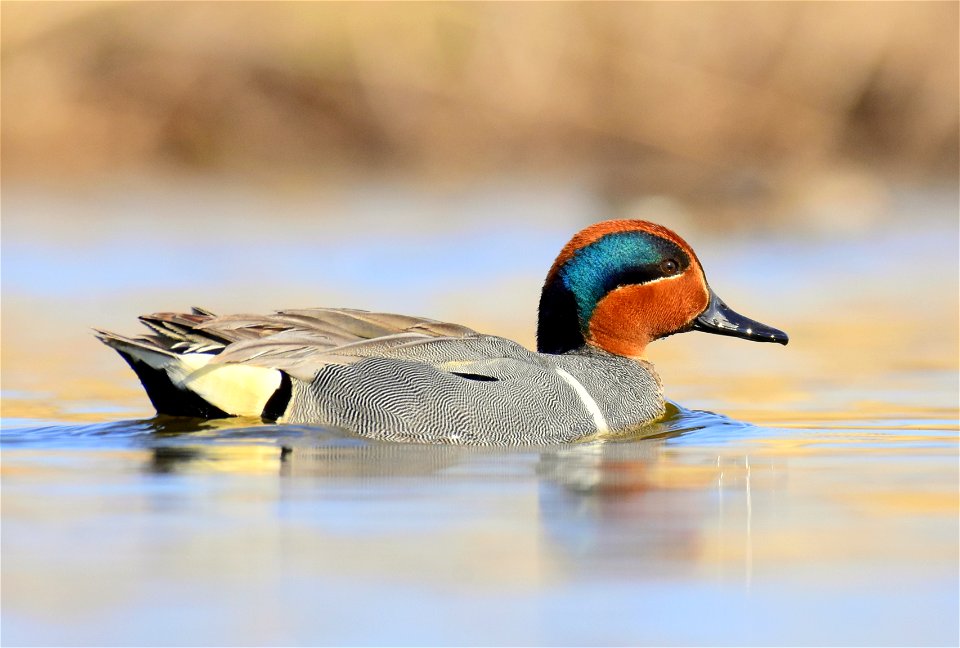 Green-winged teal at Seedskadee National Wildlife Refuge