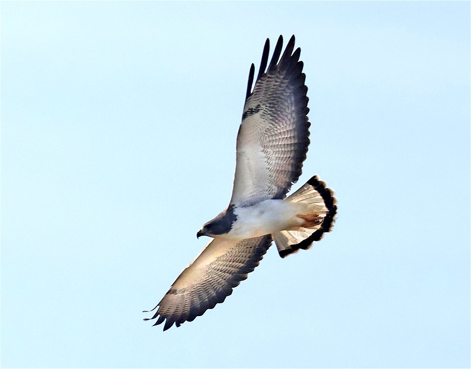 228 - WHITE-TAILED HAWK (02-14-2023) americana rv park, palmview, tx -03