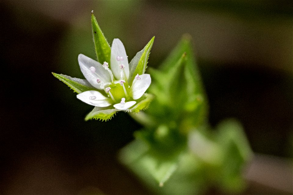 Arenaria serpyllifolia