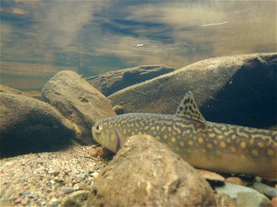 Underwater Brook Trout photo