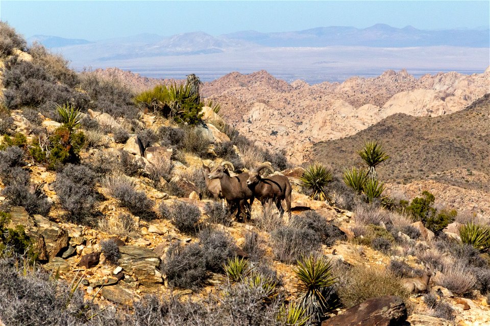 Desert Bighorn Sheep (Ovis candensis nelsoni)