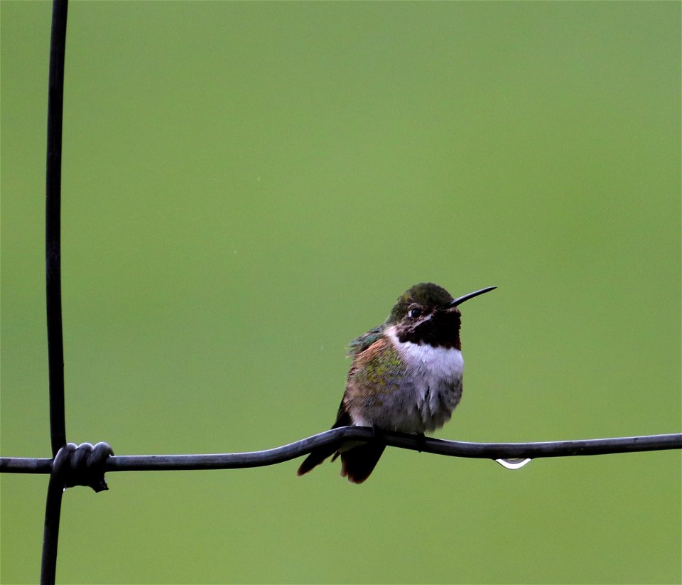 Broad-tailed Hummingbird on the National Elk Refuge photo