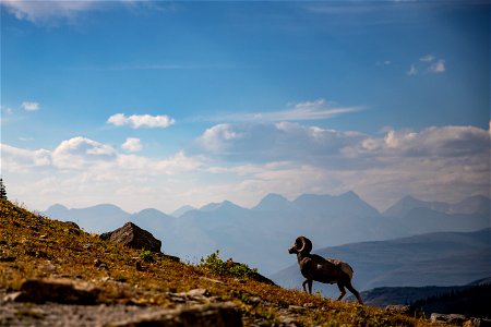 A Bighorn Sheep Ram Walks Uphill with Mountains in the Background