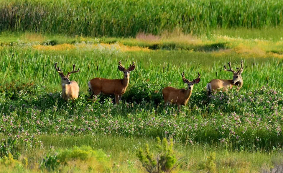 Mule deer at Seedskadee National Wildlife Refuge