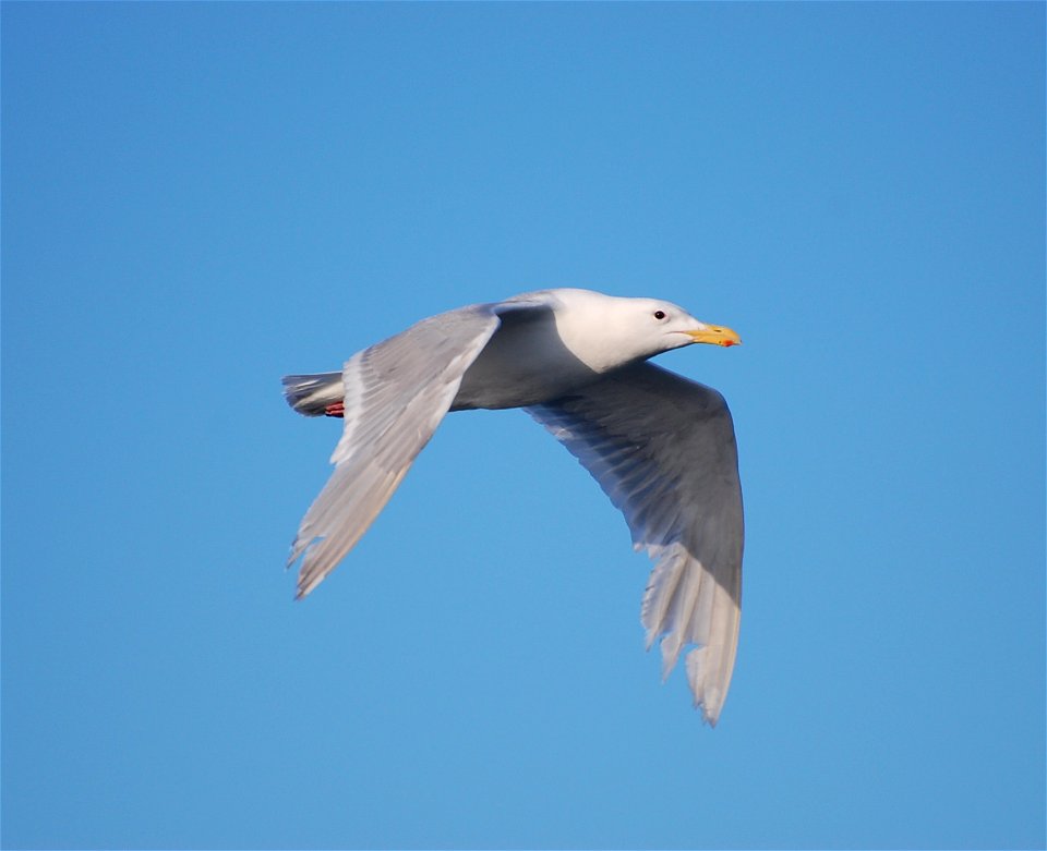 Glaucous-winged Gull