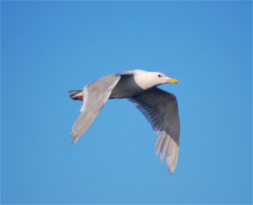 Glaucous-winged Gull photo