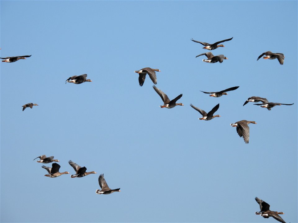 Greater white-fronted geese