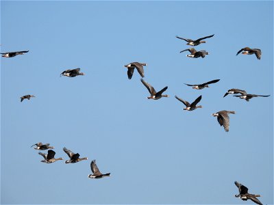 Greater white-fronted geese photo