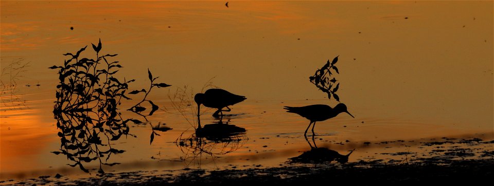 Shorebirds at sunset Huron Wetland Management District South Dakota D photo