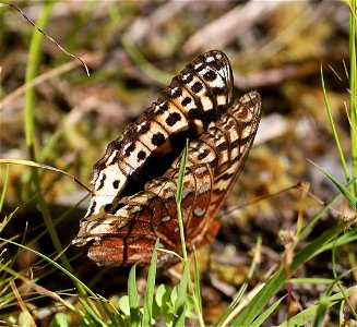 FRITILLARY, GREAT SPANGLED (Speyeria cybele) (08-30-2022) female, 5000 ft, bear basin meadow, six rivers nat forest, del norte co, ca (1)