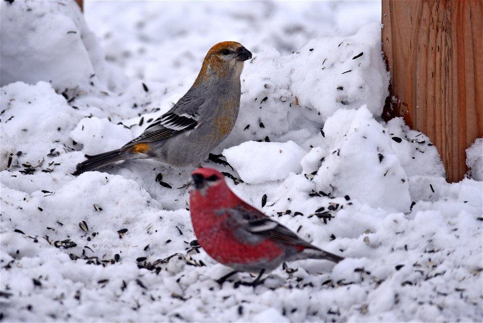 Pine grosbeaks in the snow