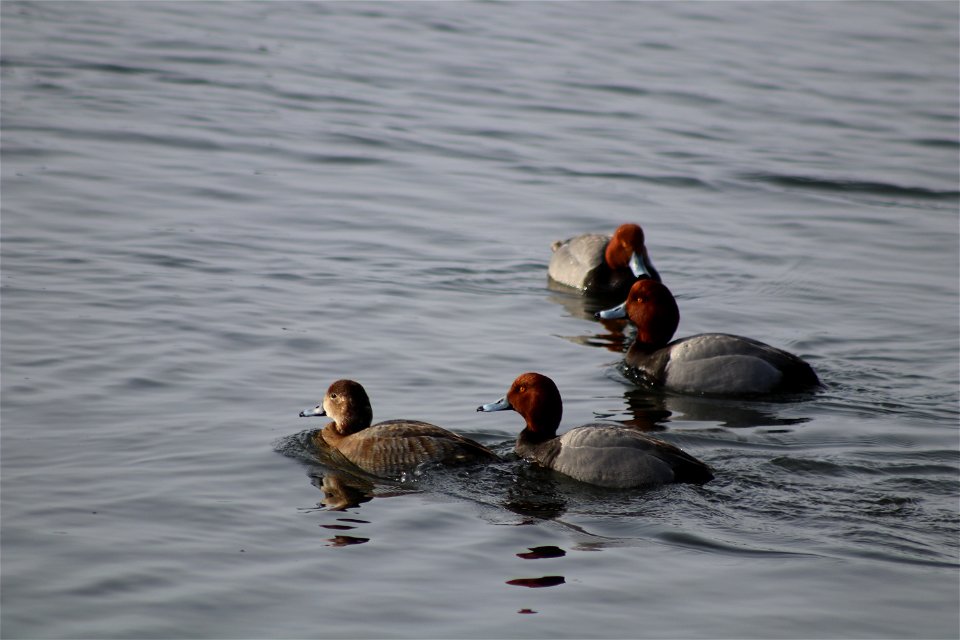 Redhead Courtship Lake Andes National Wildlife Refuge South Dakota ...