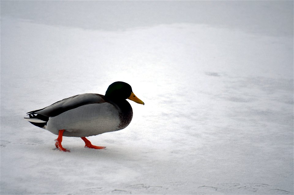 Drake Mallard Walking