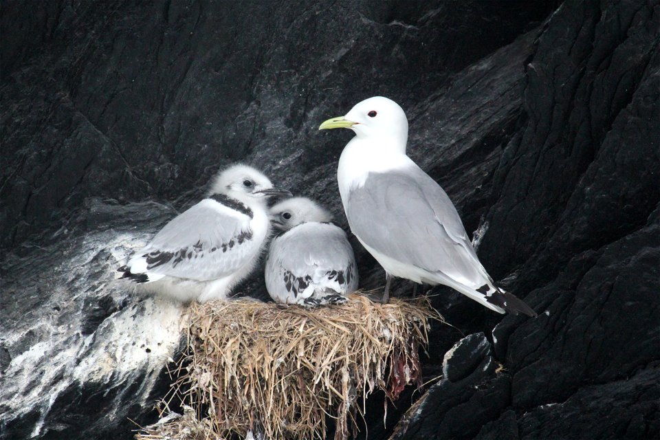 Black-legged Kittiwakes photo