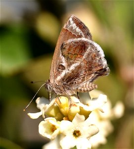 SCRUB-HAIRSTREAK, LANTANA (Strymon bazochii) (01-05-2022) the butterfly center, mission, hidalgo co, tx -01