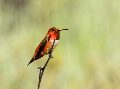 Rufous hummingbird at Seedskadee National Wildlife Refuge