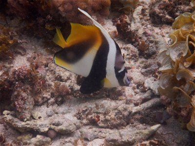 Heniochus monoceros 12