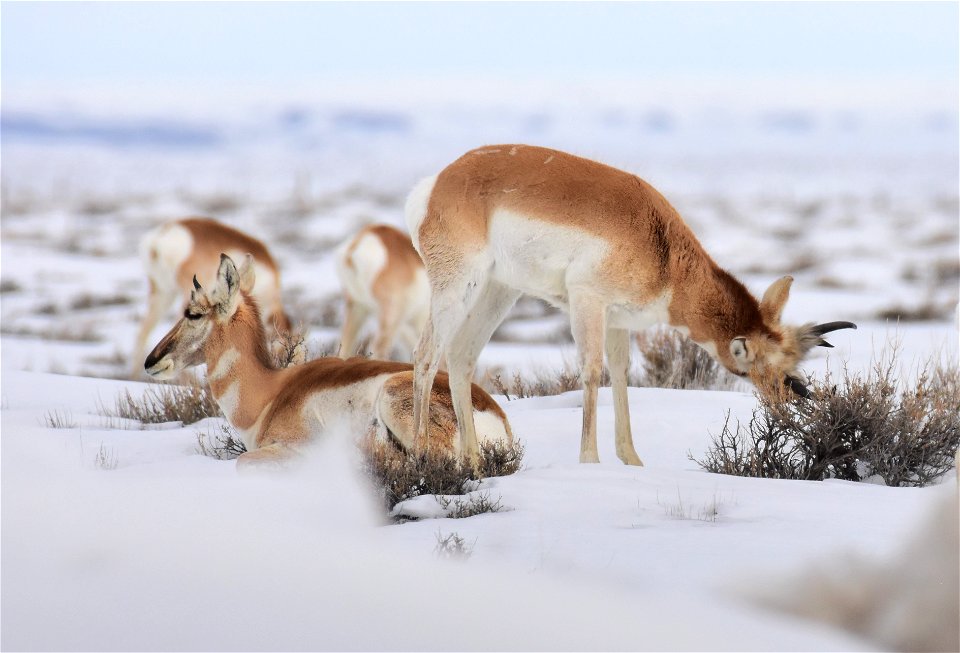 Pronghorn on Seedskadee National Wildlife Refuge