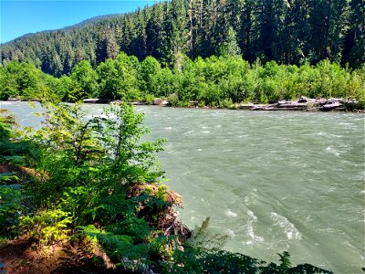 Sauk River from the Old Sauk Trail, Mt. Baker-Snoqualmie National Forest. Photo by Anne Vassar June 22, 2021.