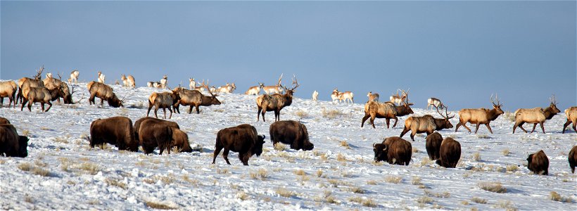 Bison, Elk, & Pronghorn on the National Elk Refuge photo