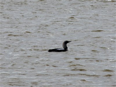 Pacific Loons photo