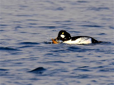 Common goldeneye at Seedskadee National Wildlife Refuge