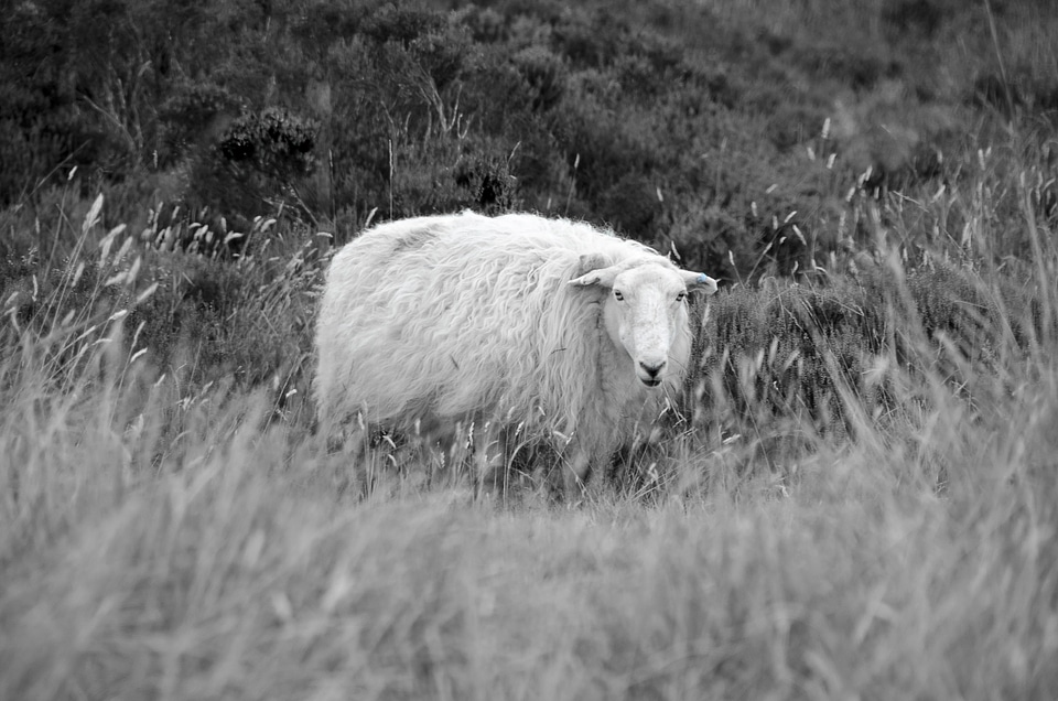 Animal agriculture nature