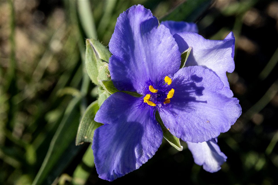 Tradescantia occidentalis