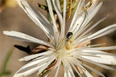 Perdita mentzeliarum on Mentzelia humilis humilis