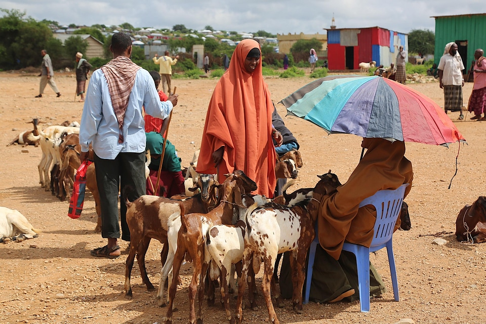Animals farmer breeder