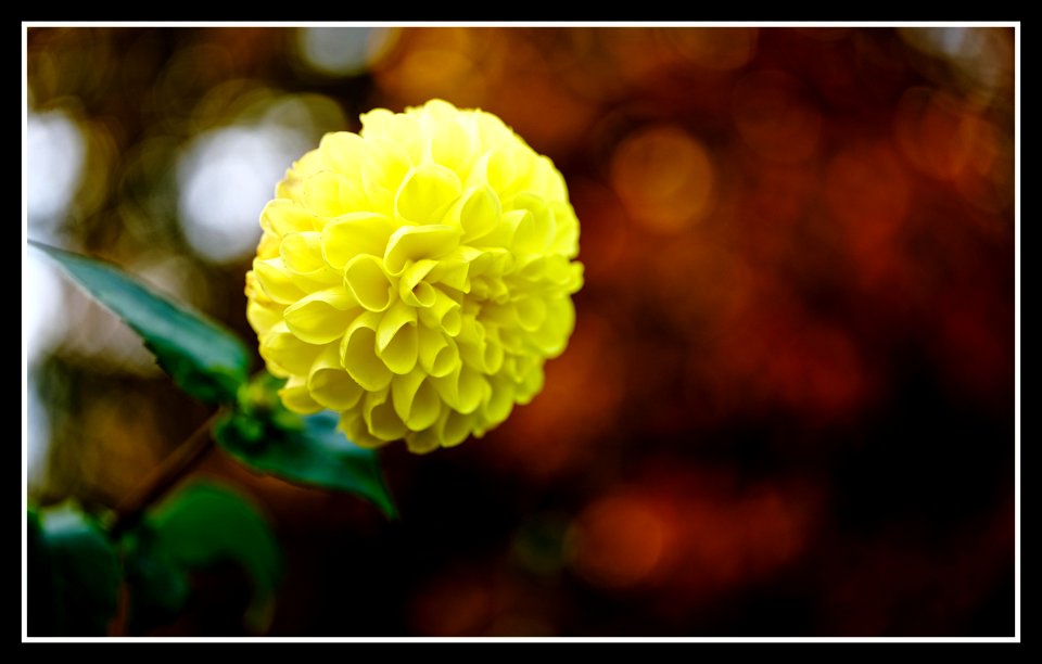 Also yellow, at the end of the season