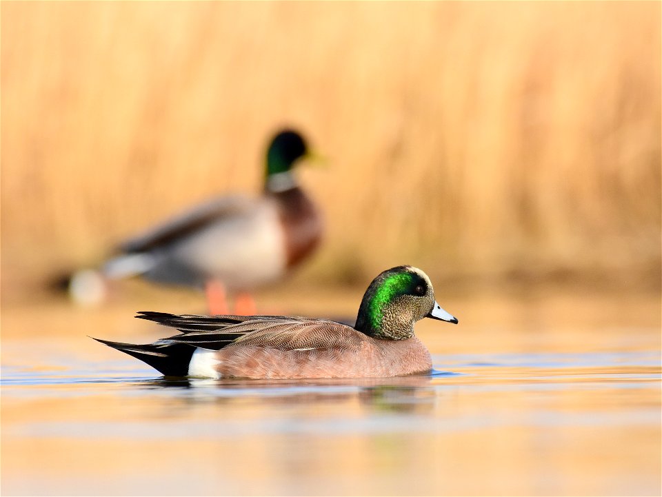 American wigeon at Seedskadee National Wildlife Refuge Wyoming